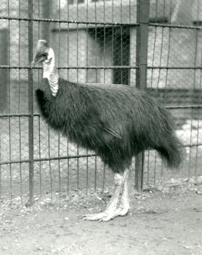 A Northern Cassowary at London Zoo, October 1914 by Frederick William Bond
